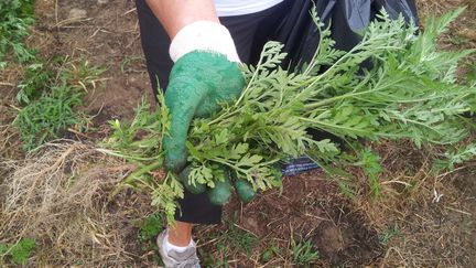 Des plants d'ambroisie. Photo d'illustration. (JULIETTE MICHENEAU / RADIO FRANCE)