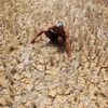 Un homme au milieu de son champ de riz totalement victime de la sécheresse causée par le phénomène El Niño, à Bulacan (Philippines), le 13 avril 2016. (ROUELLE UMALI / NURPHOTO / AFP)