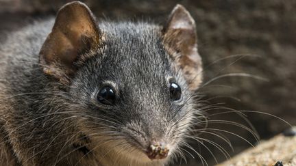 Un antechinus à tête argentée&nbsp;dans le parc national de Kroombit Tops (Australie), le 15 mai 2018. (GARY CRANITCH / QUEENSLAND MUSEUM / AFP)