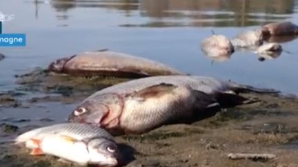 Eurozapping : hécatombe de poissons dans un fleuve allemand