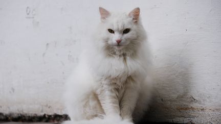 Photo d'illustration représentant un chat baptisé Boule de neige a mystérieusement parcouru 1 650 km entre la Corse et la Bretagne, rapporte "Le Télégramme", jeudi 17 novembre 2016. &nbsp; (ALEXEY LEBEDEV / SPUTNIK)