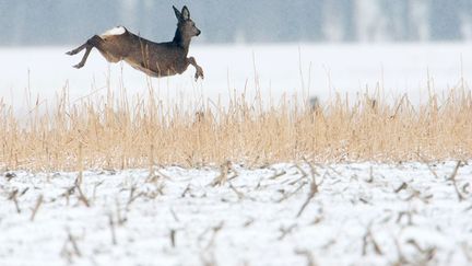 Une biche saute dans un champ enneig&eacute; pr&egrave;s de Garbsen (Allemagne), le 10 mars 2013. (JULIAN STRATENSCHULTE / DPA / AFP)