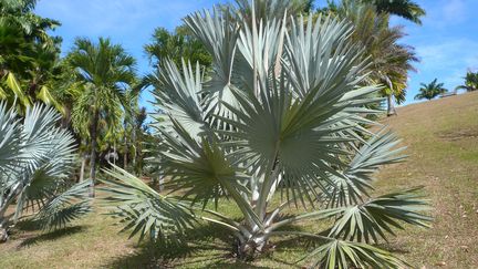 Martinique. (YVETTE TAVERNIER / BIOSPHOTO)