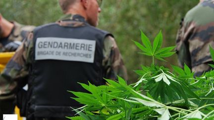 Cannabis : saisie historique à Valence