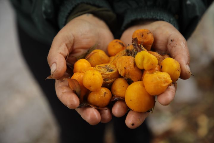 Madalena Oliveira tient dans ses mains des semences collectées au sein de la forêt atlantique, le 14 septembre 2022 à Socorro (Brésil).&nbsp; (VALENTINE PASQUESOONE / FRANCEINFO)