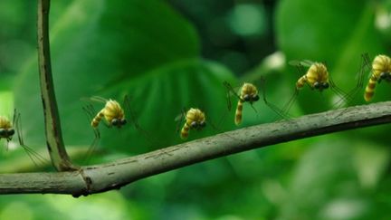 Cinéma : le retour des insectes en 3D dans "Minuscule 2"