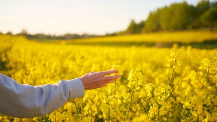 La crise sanitaire permettra-t-elle de faire évoluer les relations entre les Français et le monde agricole ? Comment les mutations agricoles vont-elles accompagner l'évolution actuelle ? Illustration (ANDRIY ONUFRIYENKO / MOMENT RF / GETTY IMAGES)