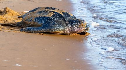 Une tortue luth photographiée en juillet 2019 sur la plage de Remire-Montjoly, en Guyanne Française.&nbsp; (JODY AMIET / AFP)