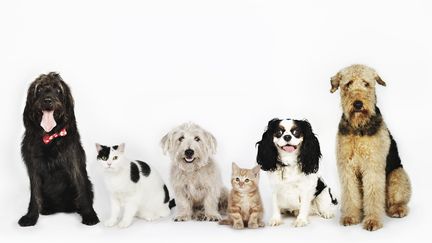 Chaque ann&eacute;e, 60 000 animaux sont abandonn&eacute;s en France avant les d&eacute;parts en vacances d'&eacute;t&eacute;. Pourtant, les solutions pour les faire garder ne manquent pas. (BRAND NEW IMAGES / GETTY IMAGES)