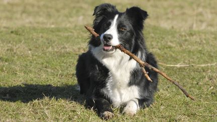 Un chien m&acirc;chant un b&acirc;ton de bois se tient couch&eacute;. (HUBERT / BSIP / AFP)