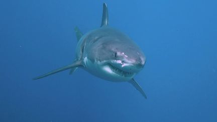 Un requin blanc aperçu au large de la Méditerranée à Porquerolles