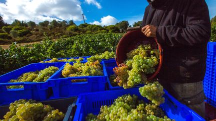 Économie : le bio ne connaît pas la crise