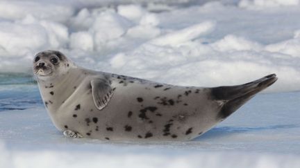 Un phoque sur la banquise au Qu&eacute;bec, le 28 mars 2009. (STEWART COOK / REX / SIPA)