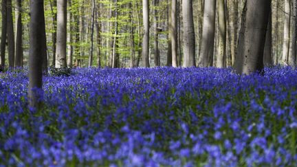 Belgique : la forêt bleue du bois de Hal renaît, comme tous les ans, à la même période