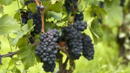 Un arr&ecirc;t&eacute; pr&eacute;fectoral impose le traitement de "l'ensemble des vignobles de la C&ocirc;te d'Or". (GERAULT GREGORY / AFP)