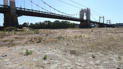 Une rivière asséchée, à Montjean-sur-Loire (Maine-et-Loire), le 20 septembre 2019.&nbsp; (JEAN-FRANCOIS MONIER / AFP)