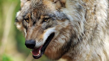 Saône-et-Loire : le retour du loup inquiète les éleveurs d'ovins