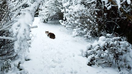 Un chat se balade dans la neige à Tourcoing, dans le parc Clémenceau (Nord). (MAXPPP)