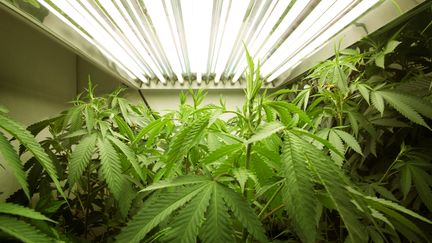 Des plants de cannabis cultiv&eacute;s en "indoor", dans l'Oregon (Etats-Unis), le 6 juillet 2009.&nbsp; (ADAM WEISS / GETTY IMAGES)