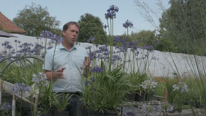 Antoine Breuvart et ses agapanthes.&nbsp; (ISABELLE MORAND / DR / RADIO FRANCE / FRANCE INFO)