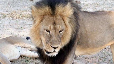 Le lion Cecil dans le parc&nbsp;national de Hwange, au Zimbabwe, en novembre 2012. (PAULA FRENCH / AP / SIPA)