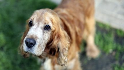 Un chien abandonné est recueilli dans un refuge de la Fondation Brigitte-Bardot, le 18 novembre 2021, à Bazoches-sur-Guyonne (Yvelines). (THOMAS COEX / AFP)