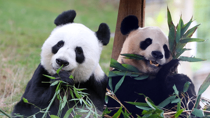 Les deux pandas chinois Yang Guang et Tian Tian ont quitté le zoo d'Edimbourg (Ecossse) le 4 décembre 2023. (EDIMBURGH ZOO / FACEBOOK)