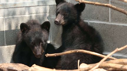 Deux oursons noirs sauv&eacute;s par un garde-chasse canadien, le 8 juillet 2015, dans un refuge pour animaux sauvages d'Errington (Canada). (CHAD HIPOLITO/AP/SIPA / AP)