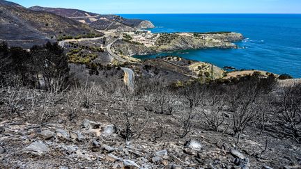 L'incendie de Cerbère, dans les Pyrénées-Orientales s'est déclaré le 14 avril 2023. (MICHEL CLEMENTZ / MAXPPP)