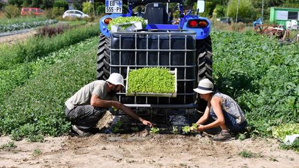 Un homme et une femme travaillent dans un potager bio, à Hantay (Nord). (MAXPPP)