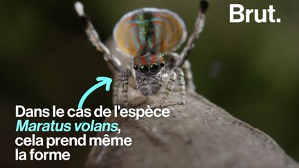 Oui, les araignées aussi ont besoin d'amour.