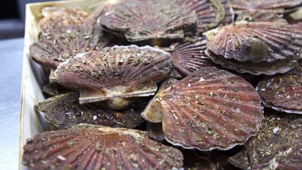 Coquilles Saint-Jacques. (GUILLAUME BONNEFONT / MAXPPP)