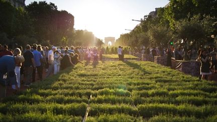 Les Champs-Elysées au vert,... noirs de monde, sous un fort beau soleil de Pentecôte (AFP - FRED DUFOUR)