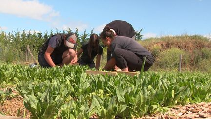 La première récolte du potager solidaire de la Banque alimentaire débute&nbsp;sous les meilleurs auspices. (France 3 Rhône-Alpes)