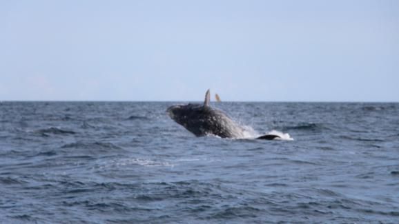 Baleine au large de Madagascar (Photo DR)