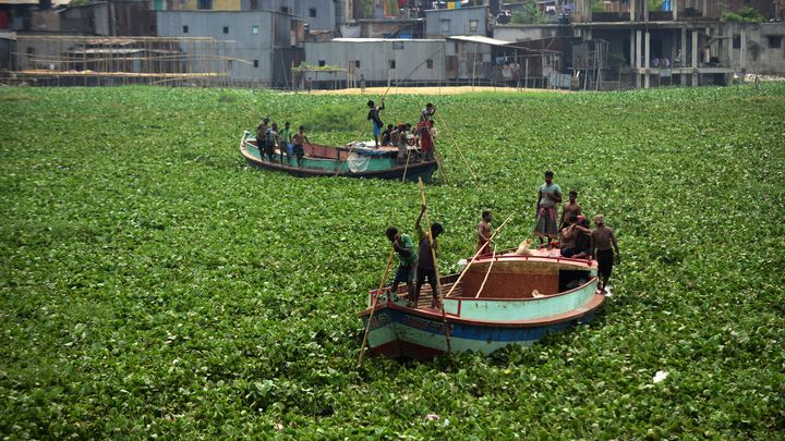 Une barque navigue dans la rivière Buriganga où prolifère la jacinthe d'eau, à Dacca (Bangladesh), en août 2014. (MUNIR UZ ZAMAN / AFP)