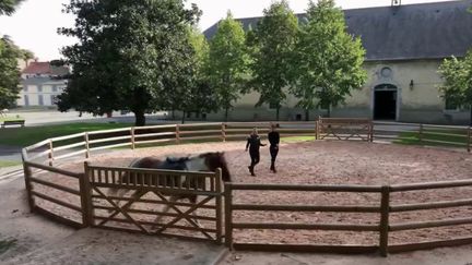 Plus de 200 ans d'histoire et une ville qui s'est construite autour du cheval.&nbsp;À Tarbes, au cœur du haras national créé par Napoléon, niché dans un parc de neuf hectares, l’endroit a vu naître la race anglo-arabe. (FRANCE 2)