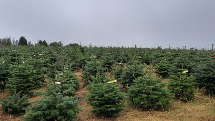 Dans cette exploitation du Morvan, les sapins de Noël sont déjà étiquetés et n'attendent plus que de partir vers les salons des Français. (SOPHIE AUVIGNE / RADIO FRANCE)