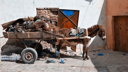 Cette image appartient désormais au passé à Casablanca (Maroc) qui interdit désormais la traction animale dans ses rues. (FERNANDO VAZQUEZ MIRAS / MOMENT OPEN)