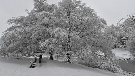 Le parc Barbieux, à Roubaix (Nord), est recouvert d'une épaisse couche de neige. (MAXPPP)