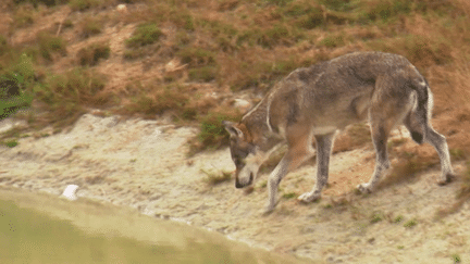 Déclassement de la protection du loup : quels enjeux pour la biodiversité et les éleveurs ?