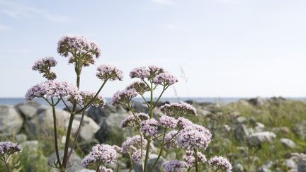 Agriculture bio : la production de plantes médicinales dans l'Allier