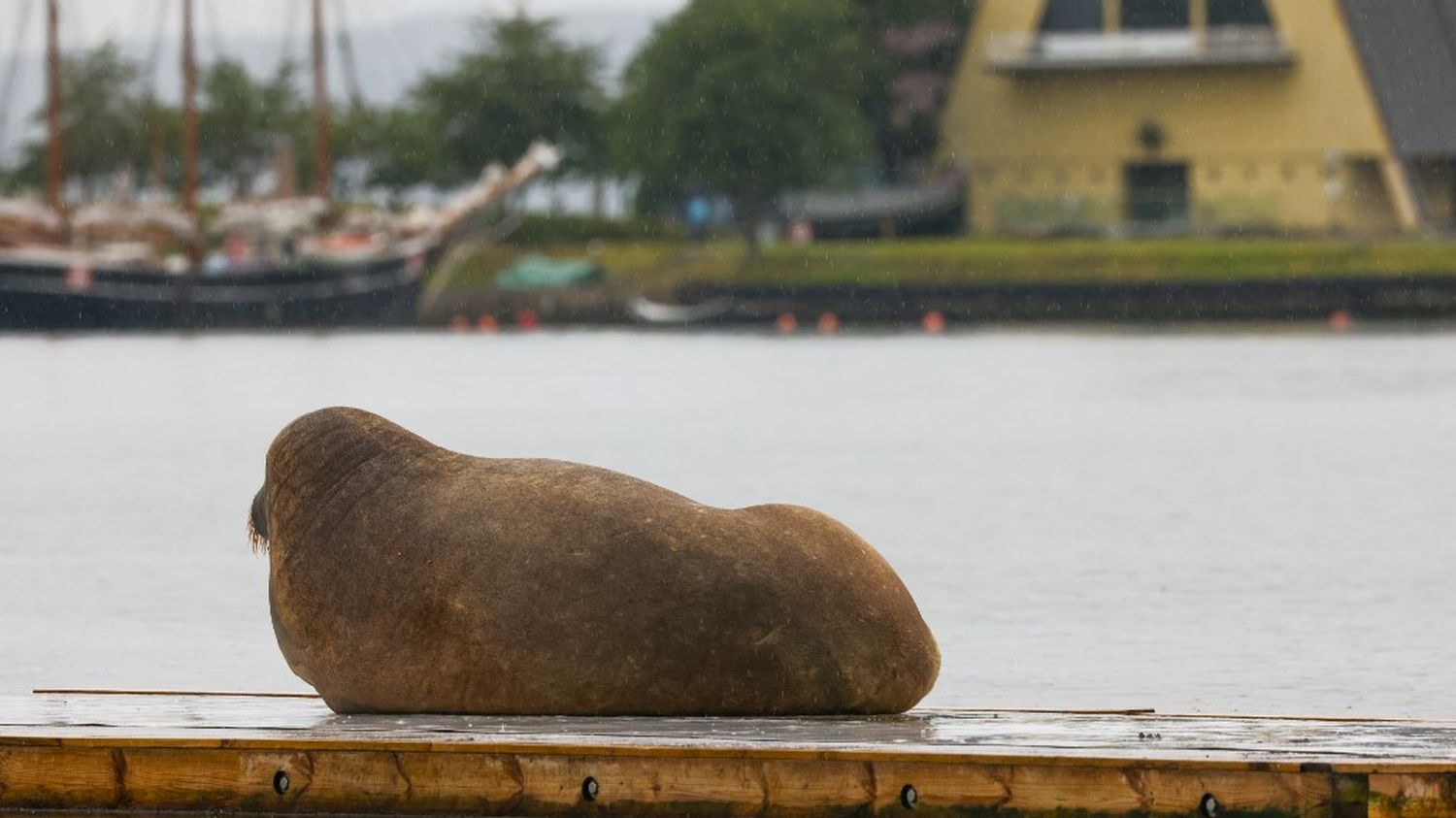 hvalrosshunnen Freya, Oslofjordens stjerne, er avlivet