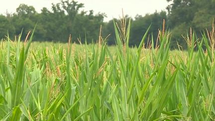 Sécheresse : des pluies suffisantes ?