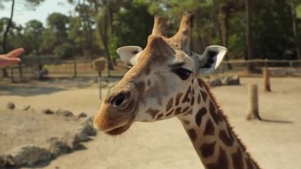 Gironde : le zoo de la Teste-de-Buch a rouvert ses portes au public (France 2)