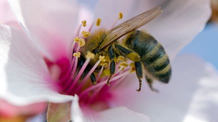 Des chercheurs ont prouv&eacute; le r&ocirc;le du Cruiser OSR dans la forte mortalit&eacute; des abeilles. (UWE ANSPACH / DPA)