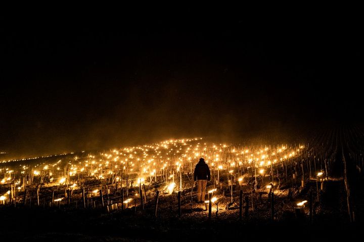 Un vigneron allume des torches dans ses vignes pour lutter contre le gel, le 7 avril 2021, à Chablis (Yonne). (JEFF PACHOUD / AFP)