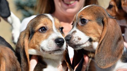 &nbsp; (Sept chiots sont nés en juillet dernier à l'école vétérinaire de l'Université Cornell © Cornell University)