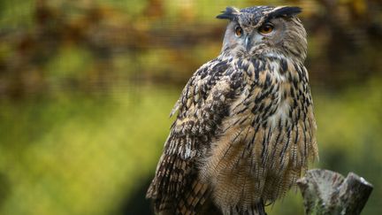 Un hibou grand-duc, le 13 novembre 2014, au zoo de Mulhouse (Haut-Rhin). (SEBASTIEN BOZON / AFP)