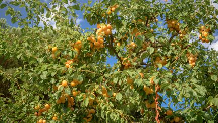 Lorraine : la science des mirabelles